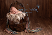 Dimples and Dandelions Photography 1069392 Image 4